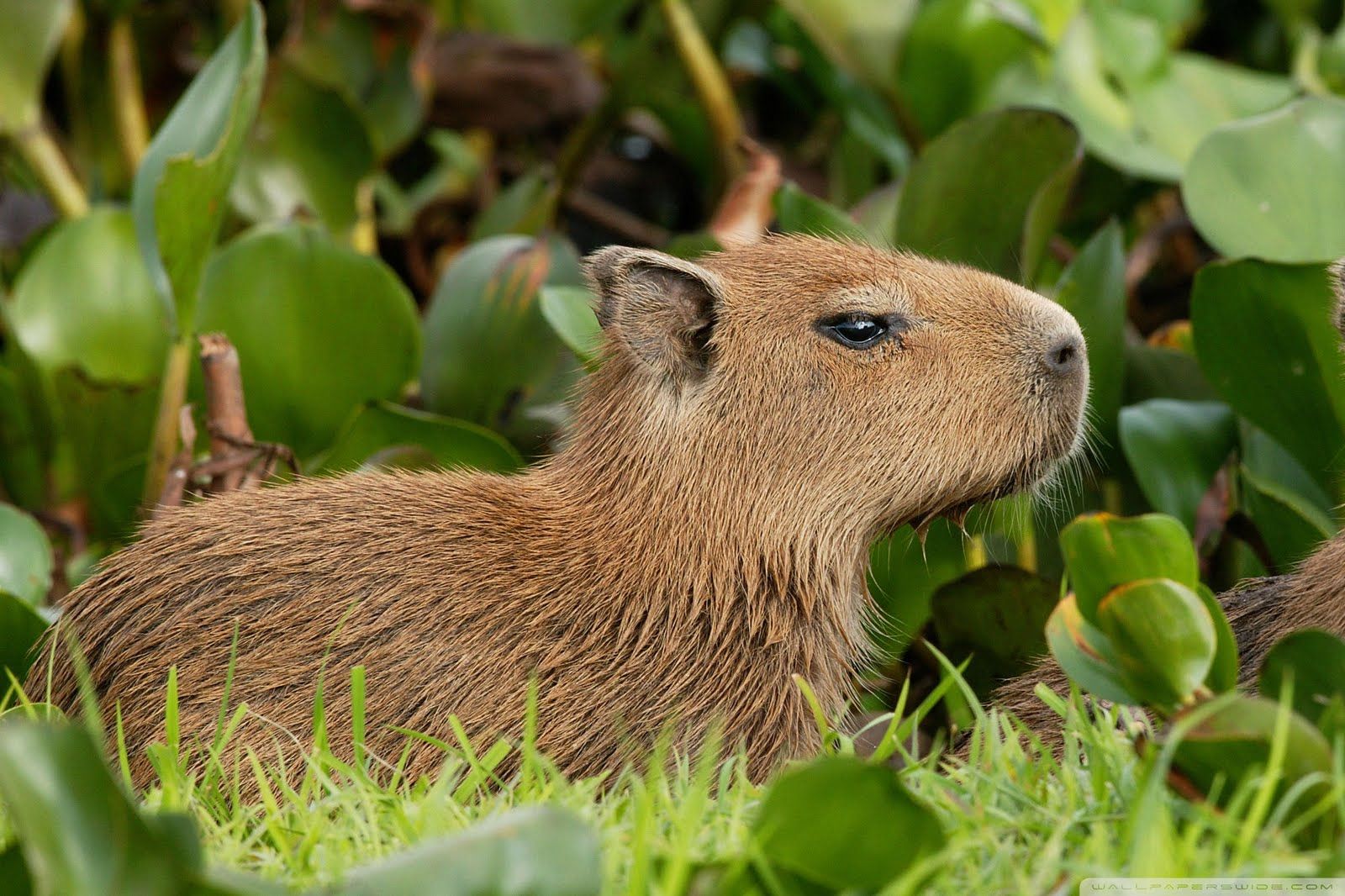 Capybara in the wild
